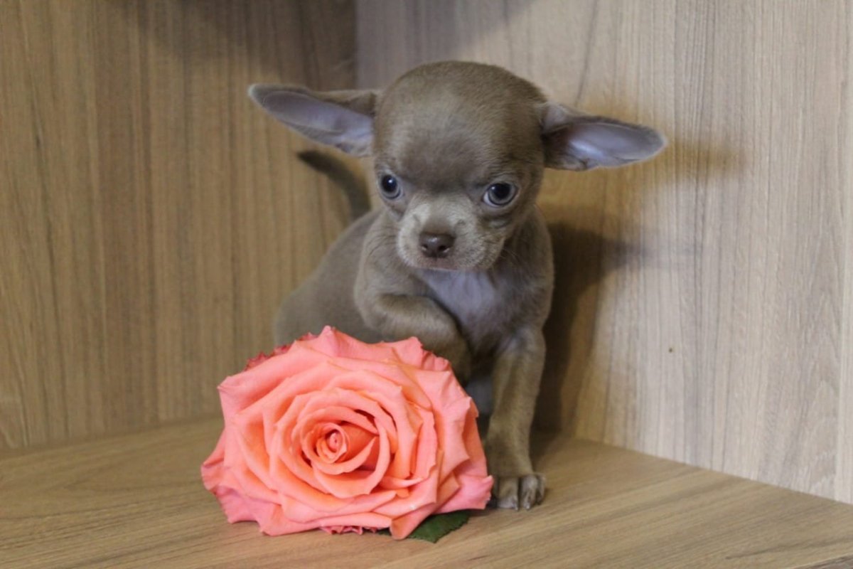 Чихуахуа лиловые пухнаиве