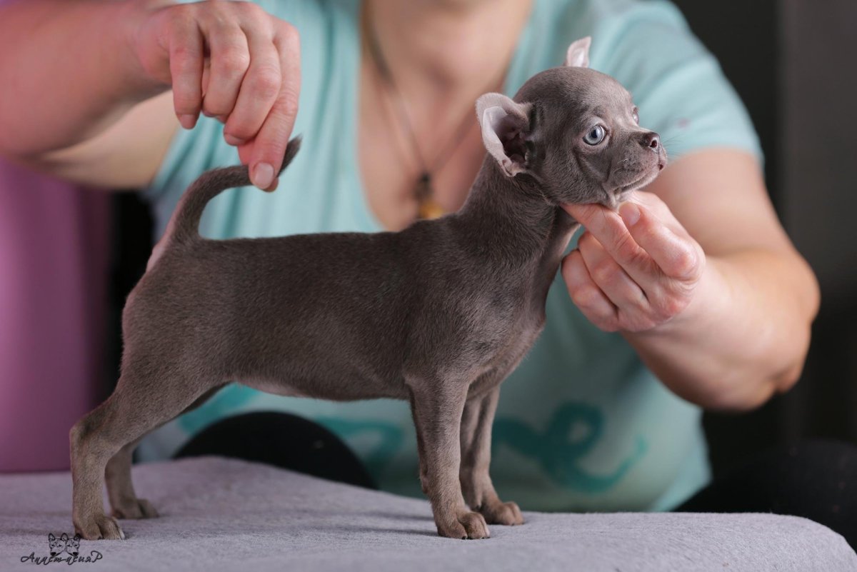 Собака лиловая чихуа сука