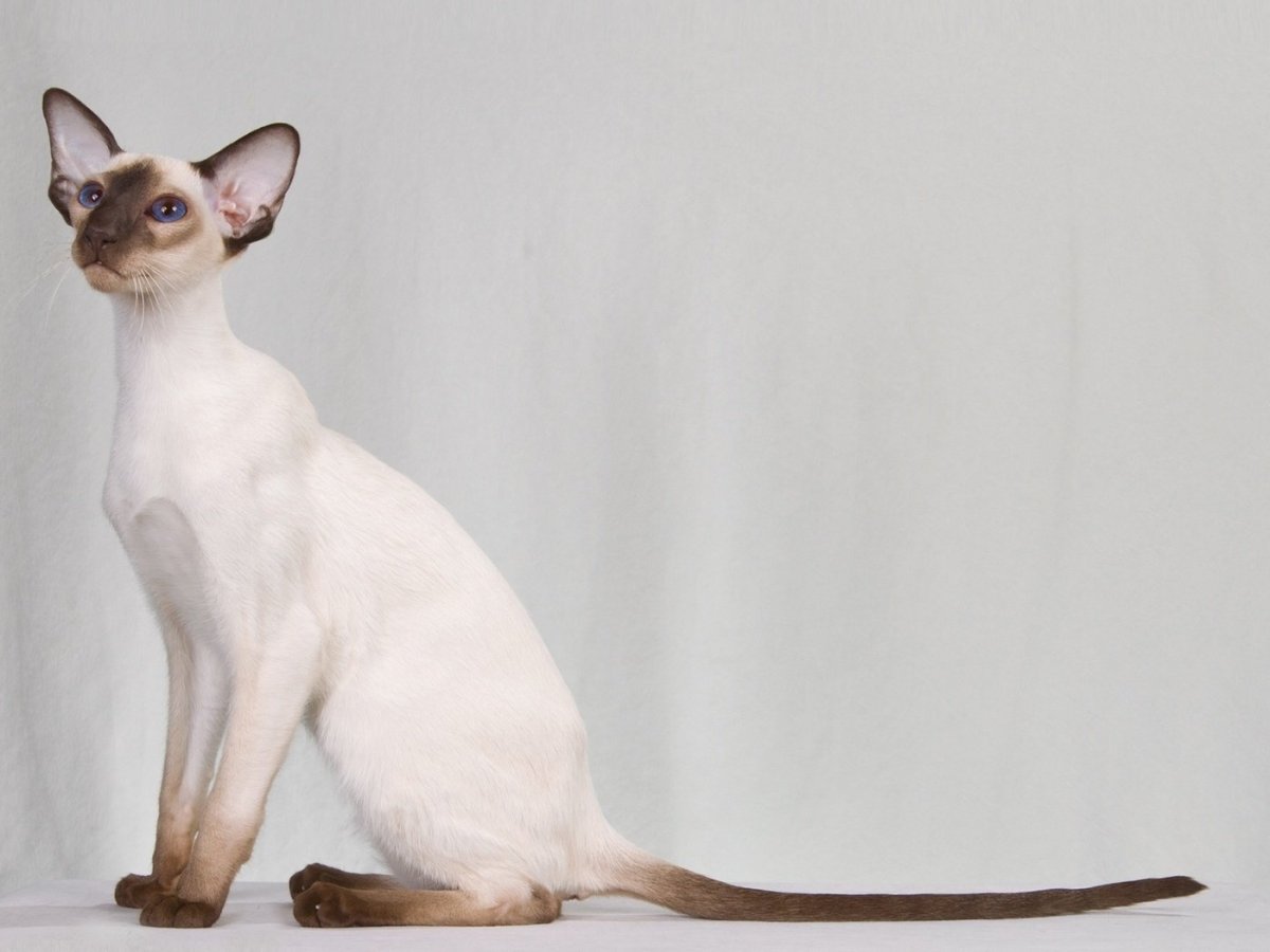 Балинезийская кошка короткошерстная