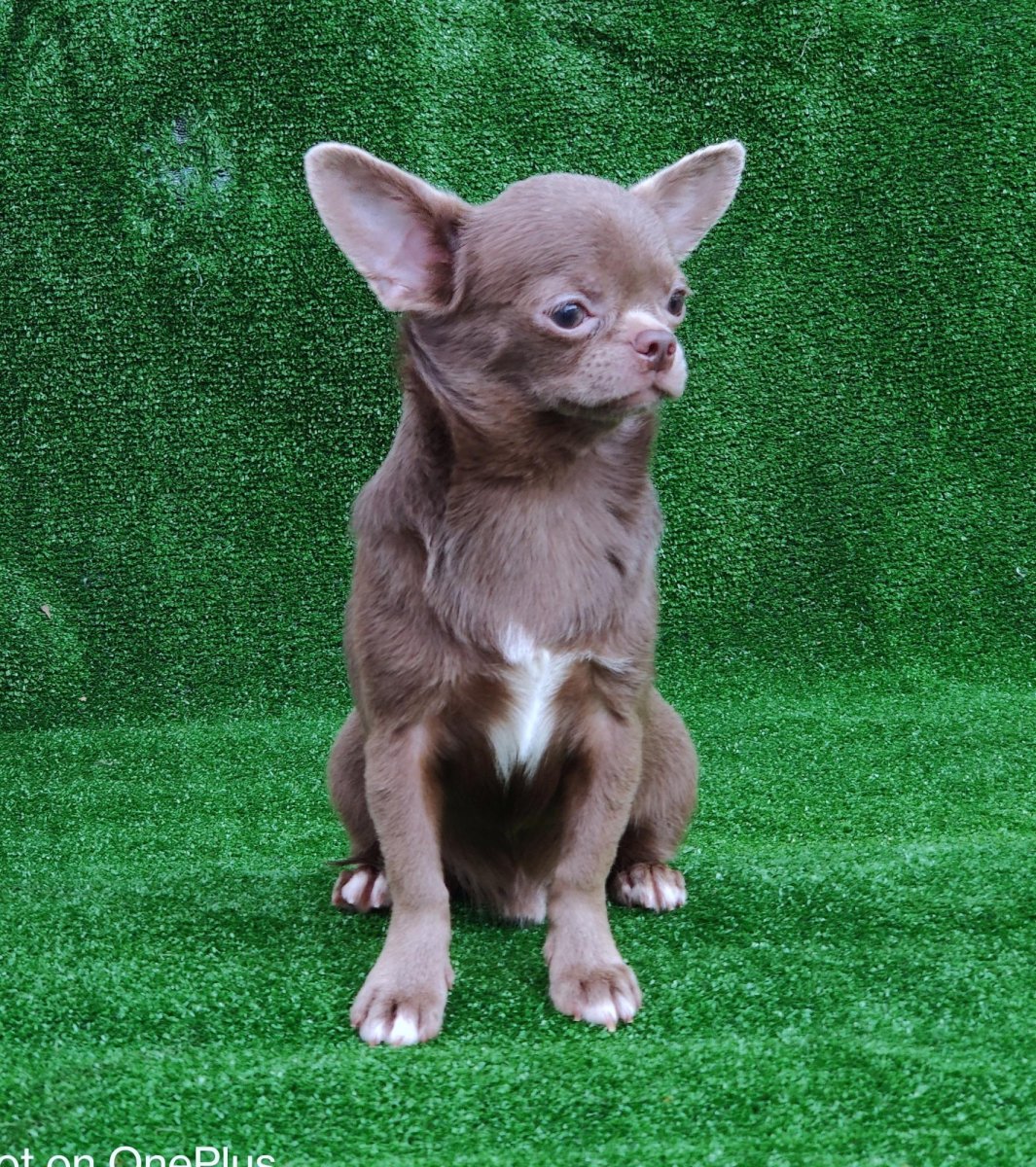 Чихуахуа Лилак