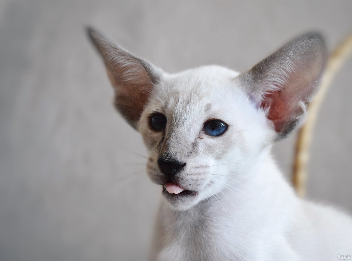 Петерболд Вариетта Сиам