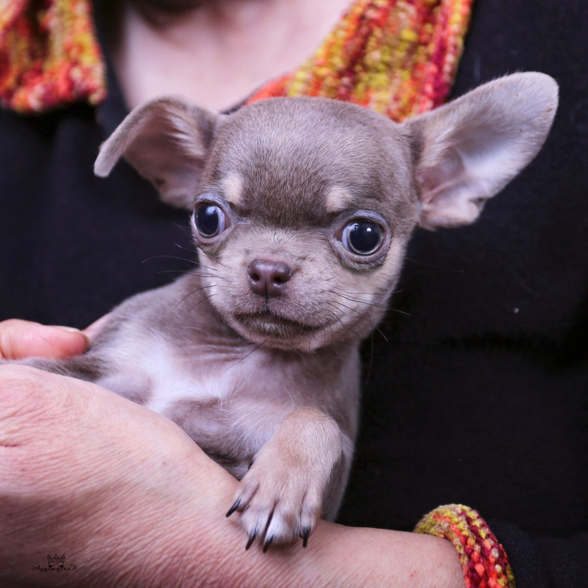 Лиловый чихуахуа