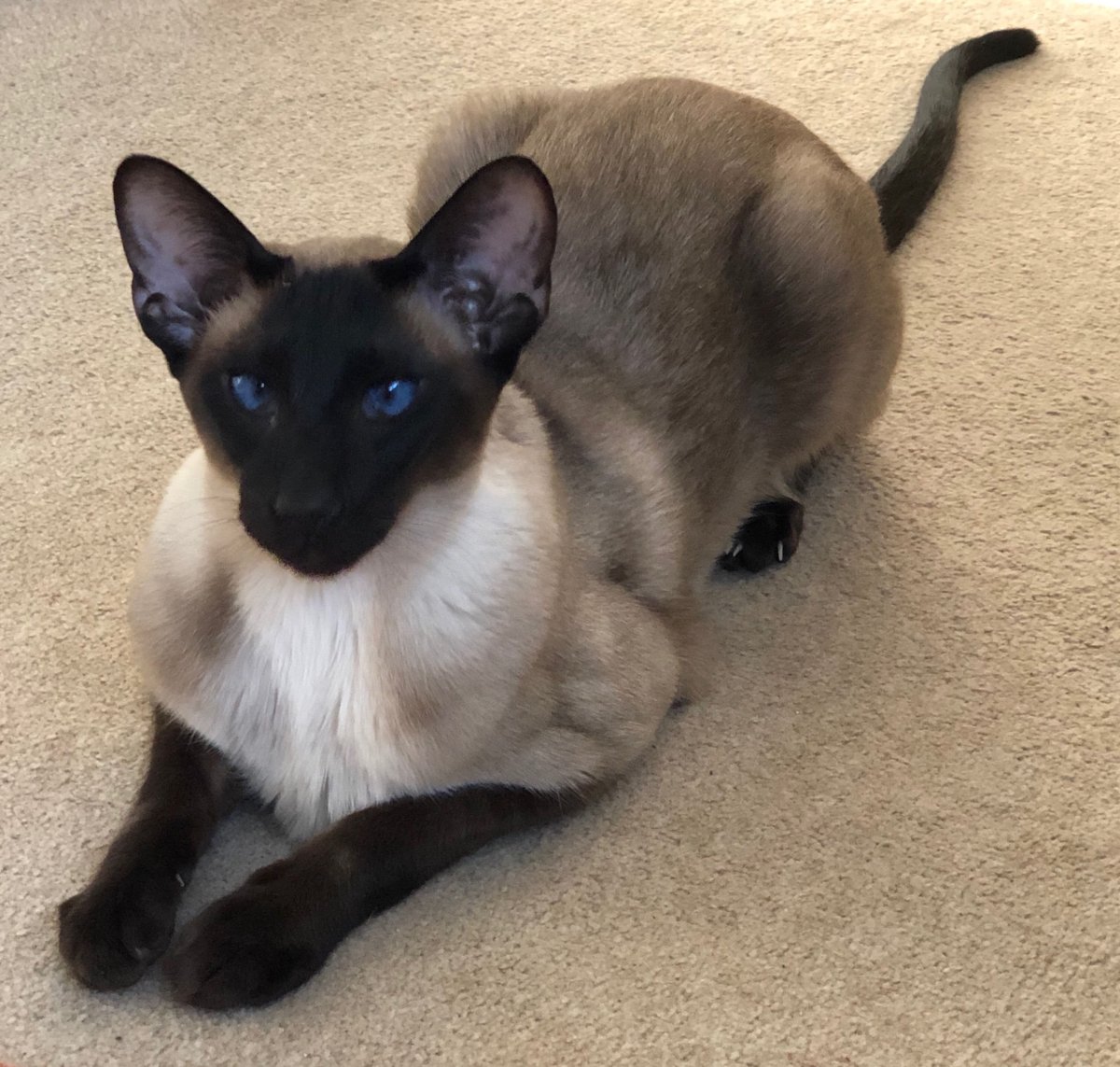 Балинезийская кошка Ориентал