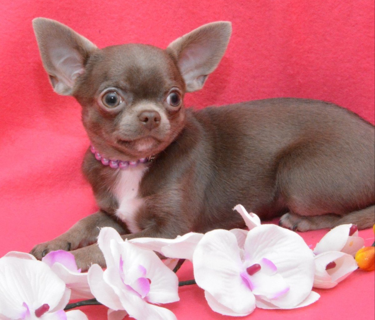 Чихуахуа лиловый гладкошерстный