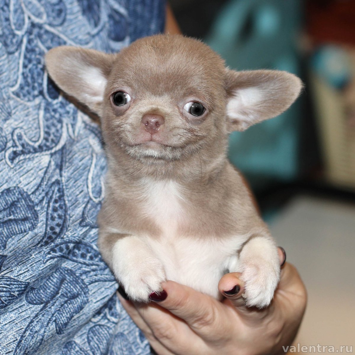 Лилово подпалый чихуахуа