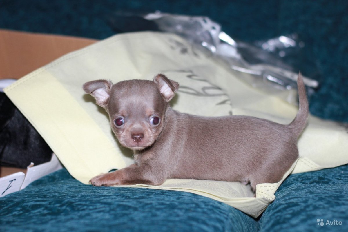 Чихуахуа кобби лиловый