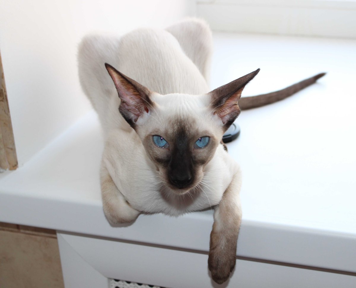 Сиамская кошка Ориентал