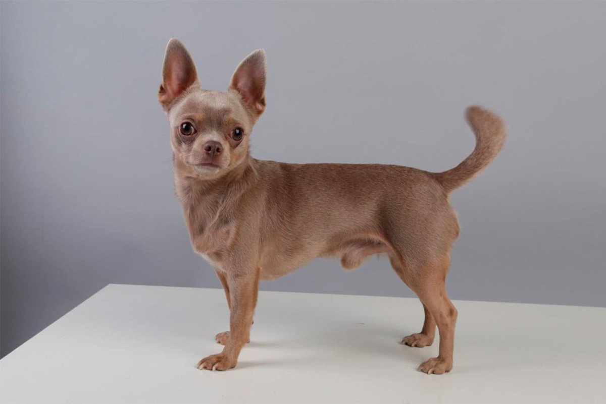 Лиловый чихуахуа короткошерстный