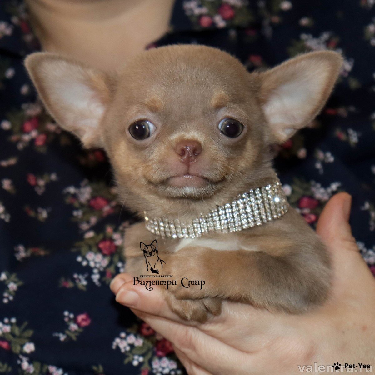 Лиловый чихуахуа Дир