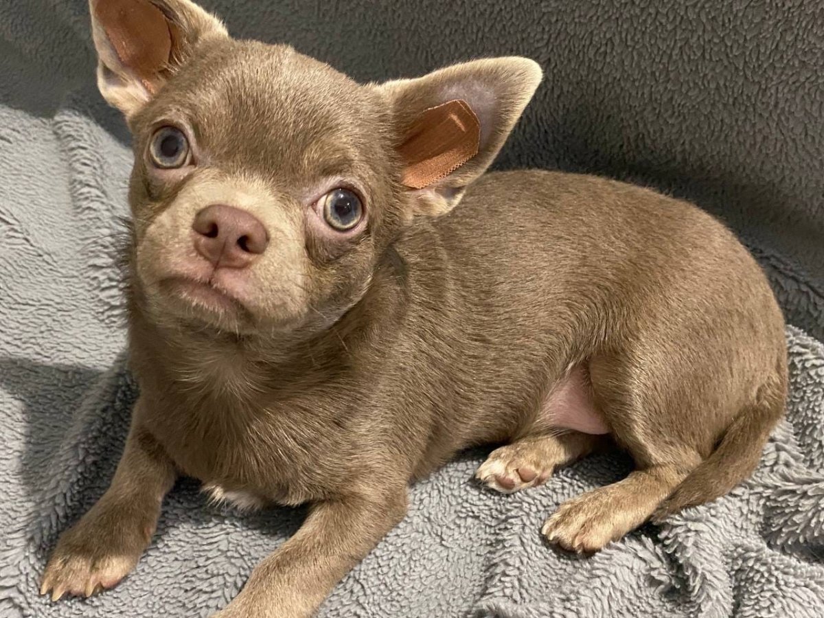 Лилово подпалый окрас чихуахуа