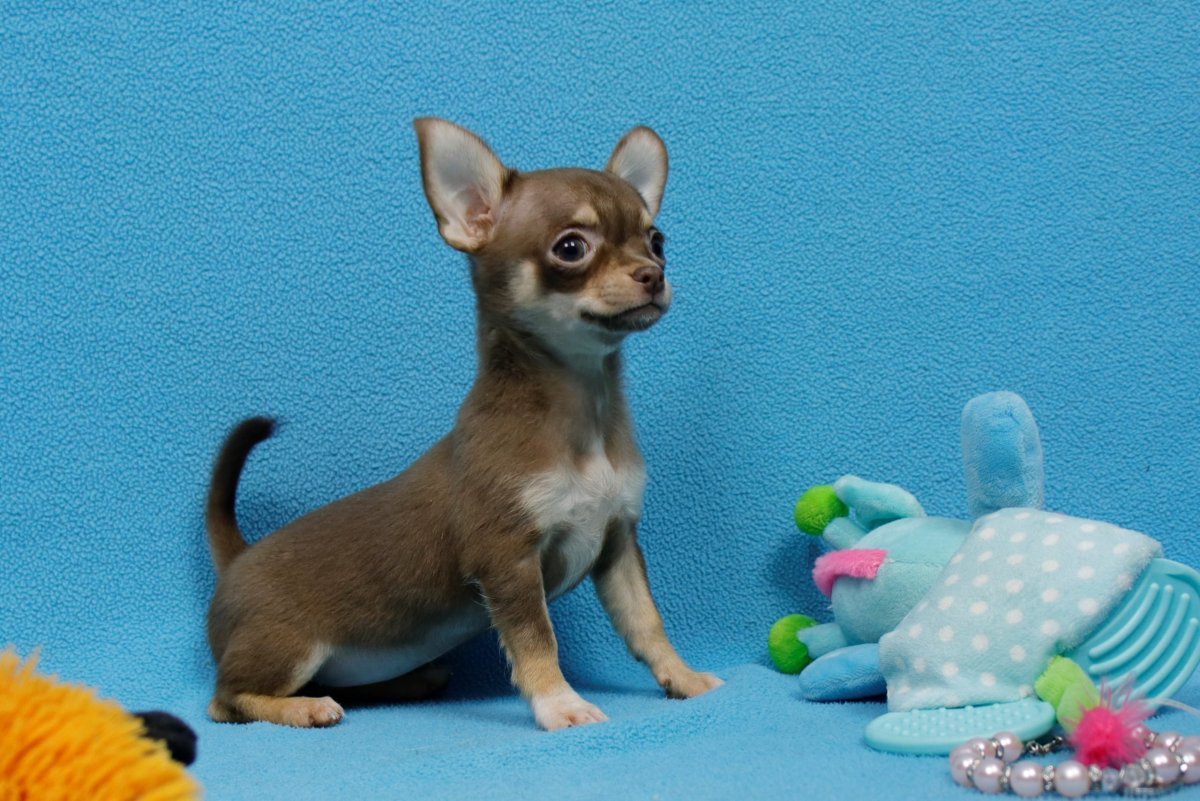 Лиловый чихуахуа короткошерстный