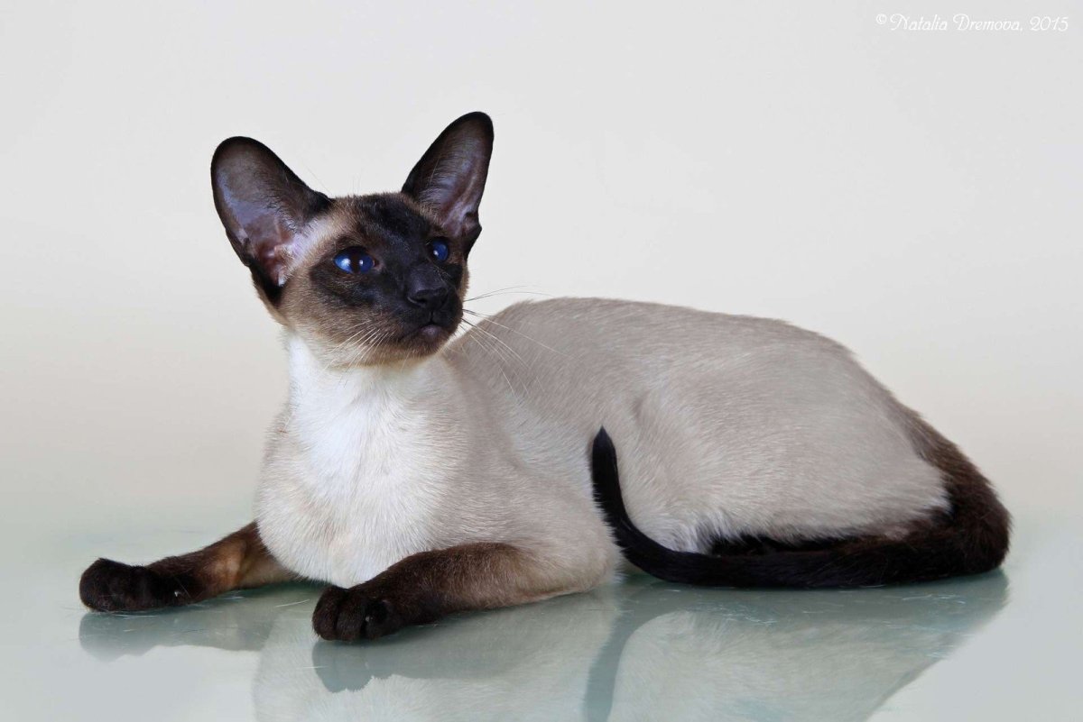 Сиамская Ориентальная кошка