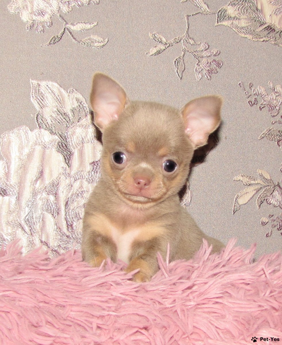 Чихуа лиловый подпалый чихуахуа