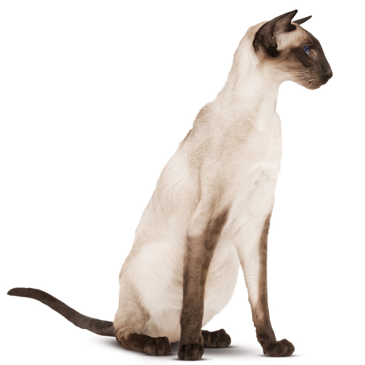 Корм Royal Canin Siamese 38 для сиамских или ориентальных кошек