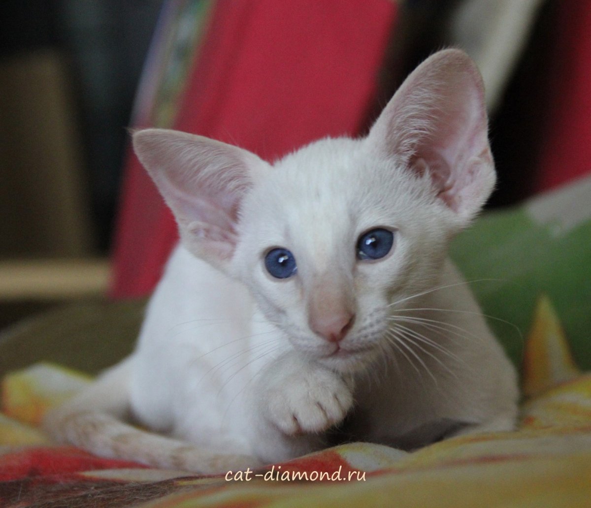 Любава Сиамская Ориентальная