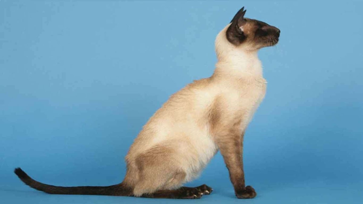 Сиамская кошка в полный рост