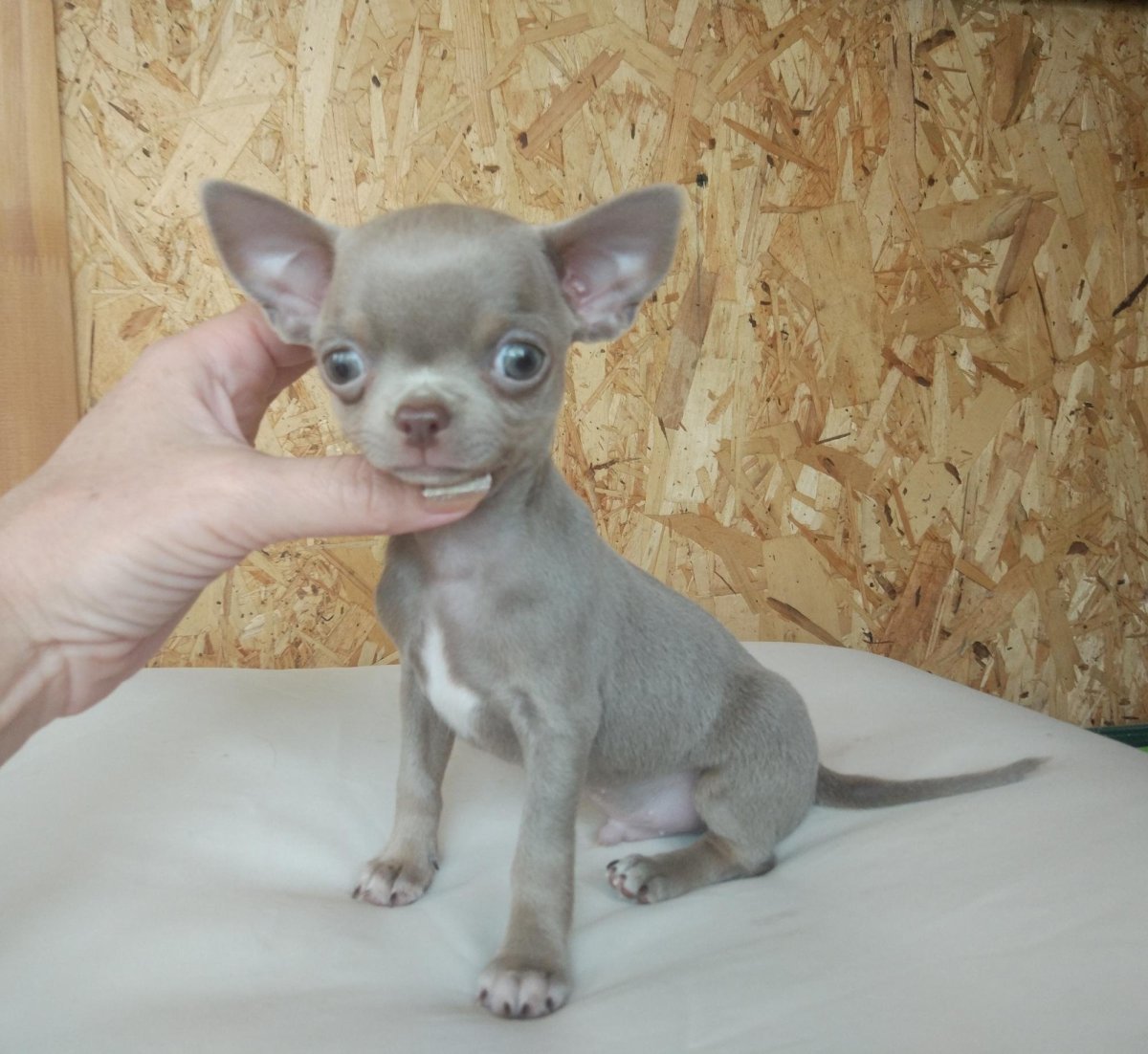 Голубой подпалый окрас чихуахуа