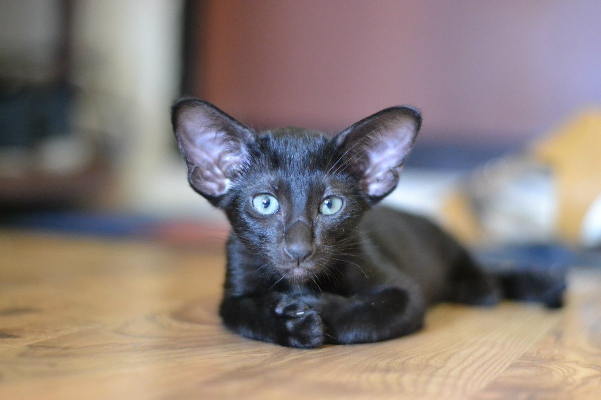 Сиамский ориентальный кот черный