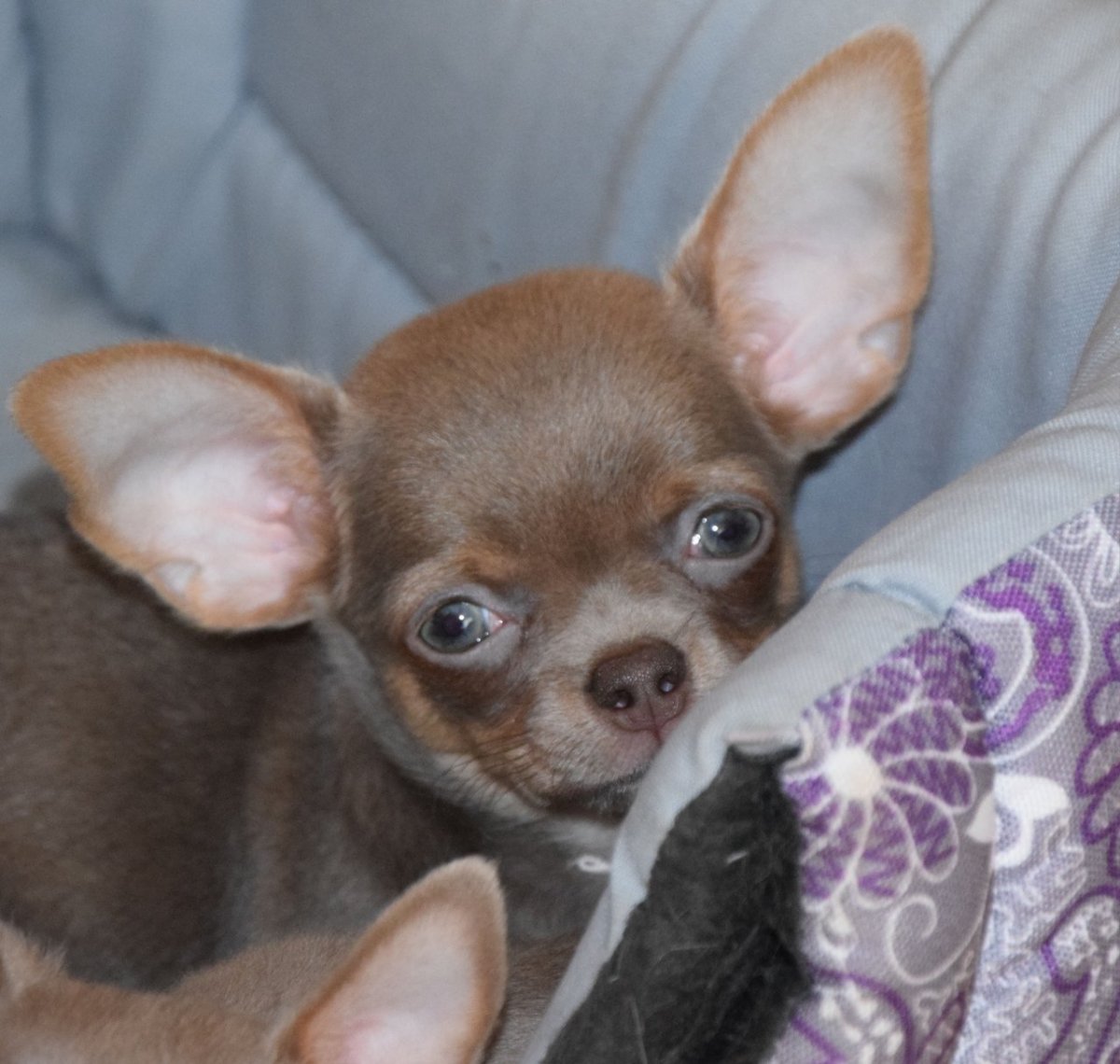 Продается лилово подпалый мальчик