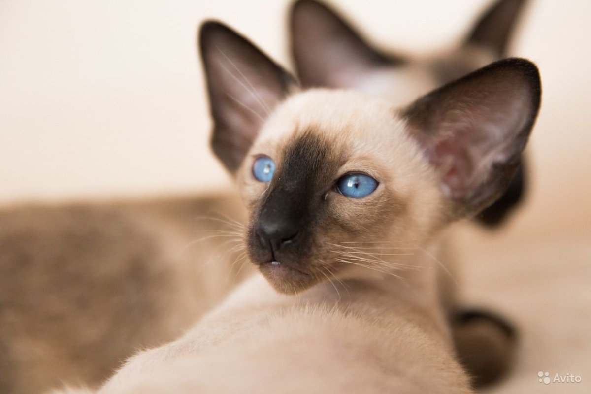 Сиамский ориентальный кот