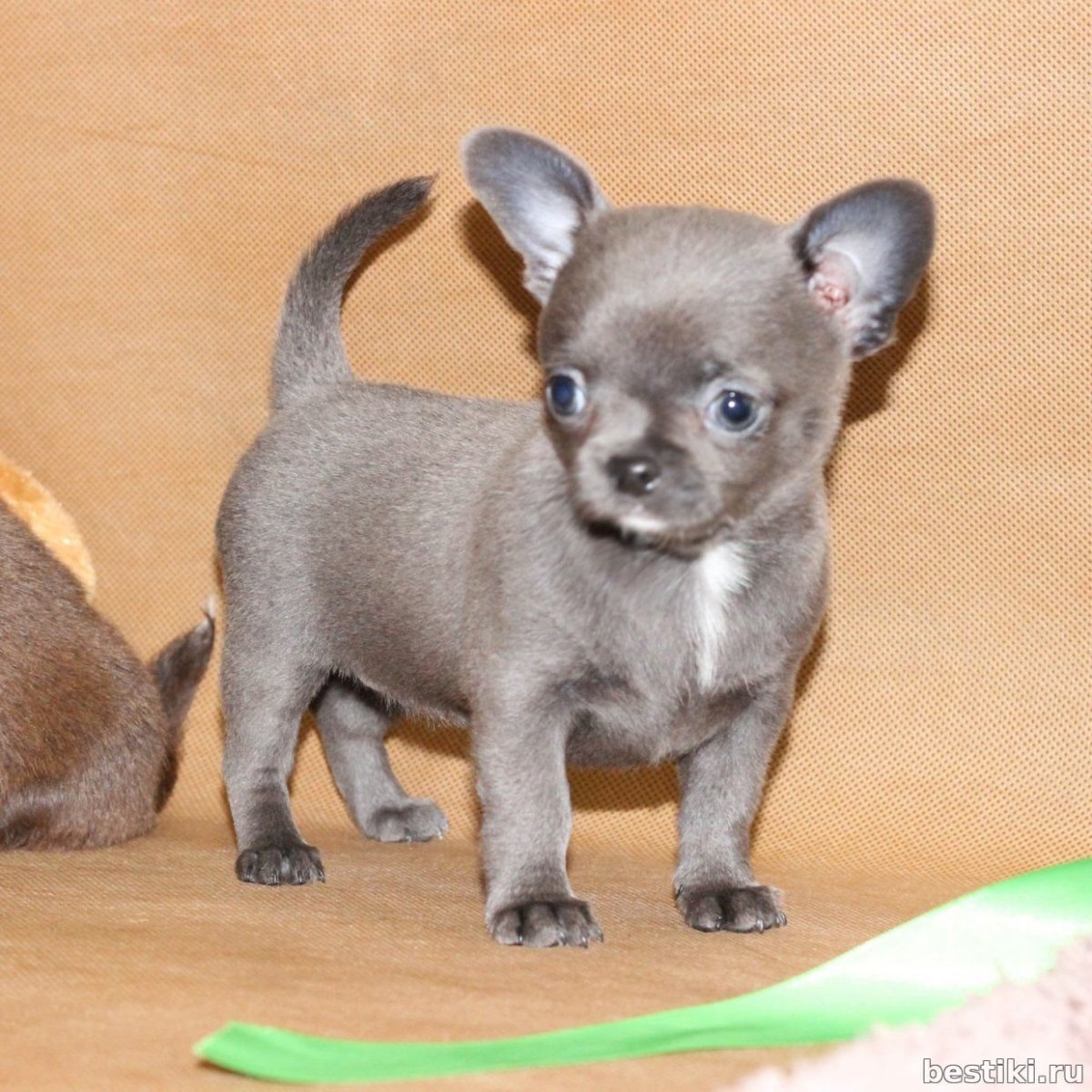 Чихуахуа мини лиловая