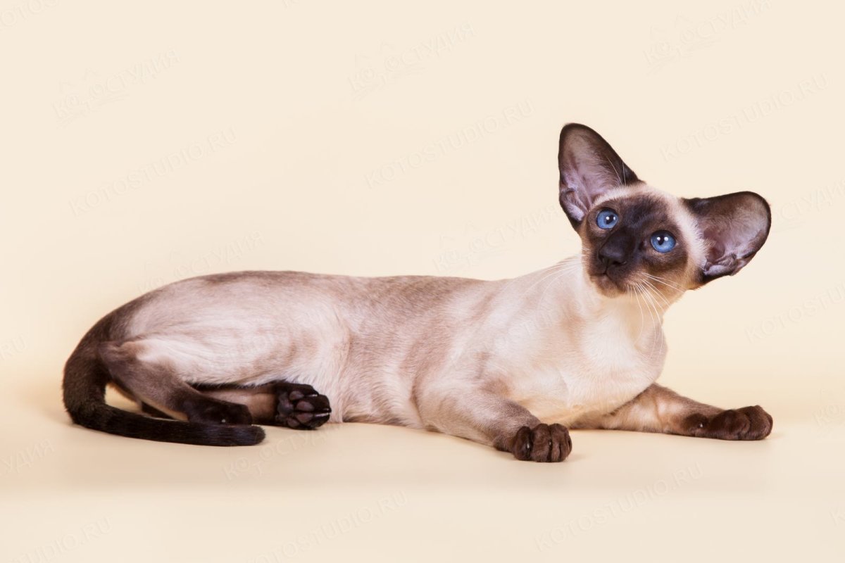 Тайская Сиамская и Ориентальная кошка