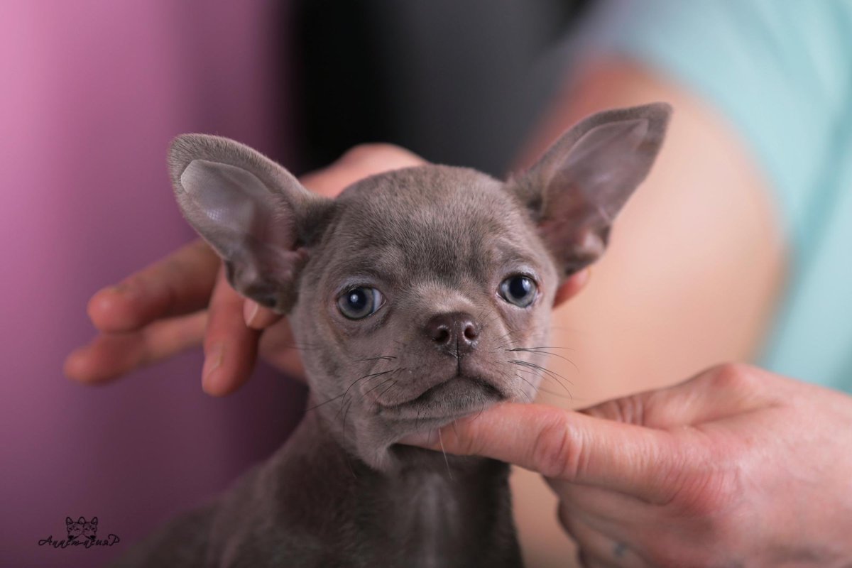 Чихуа лиловый подпалый чихуахуа