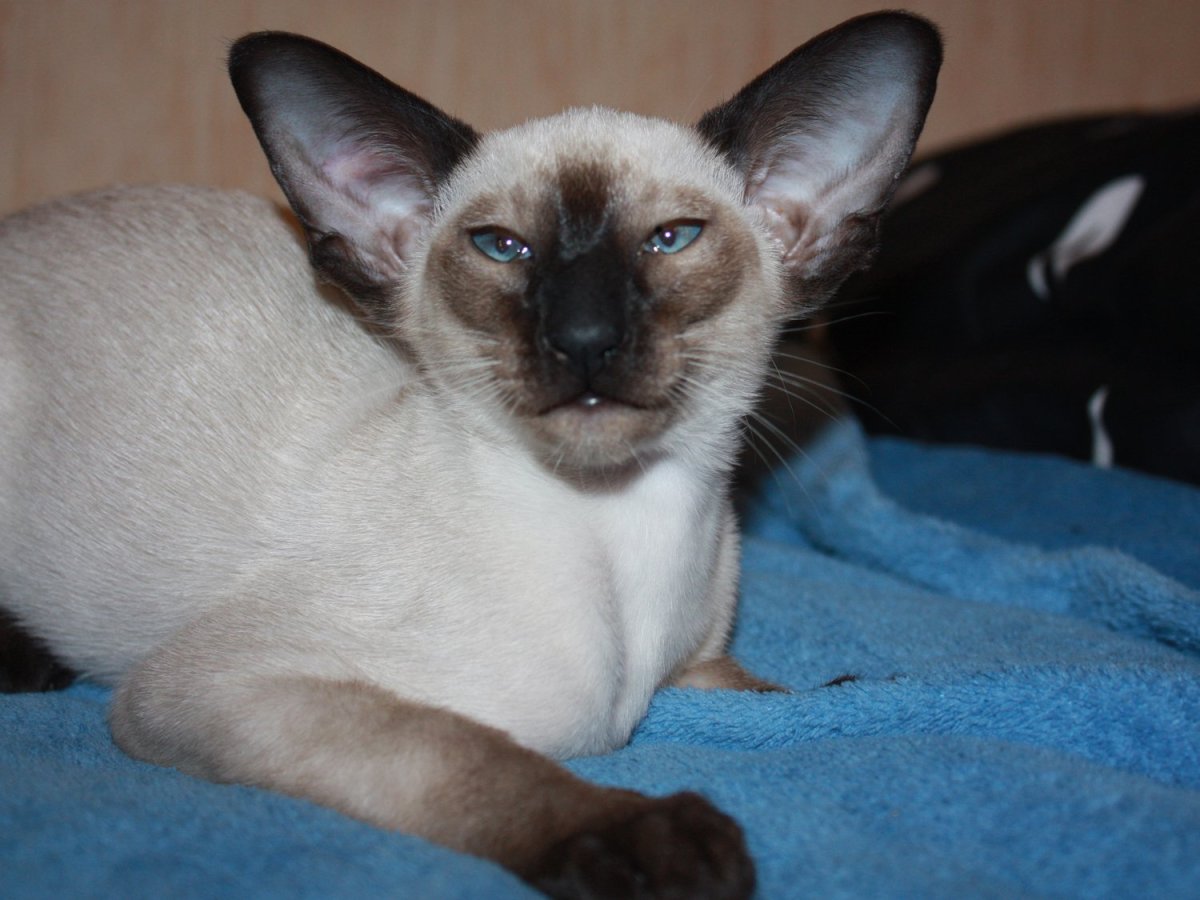 Сиамский кот метис