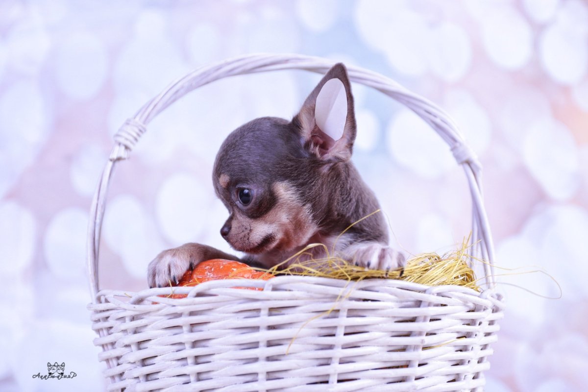 Чихуахуа кобби лиловый