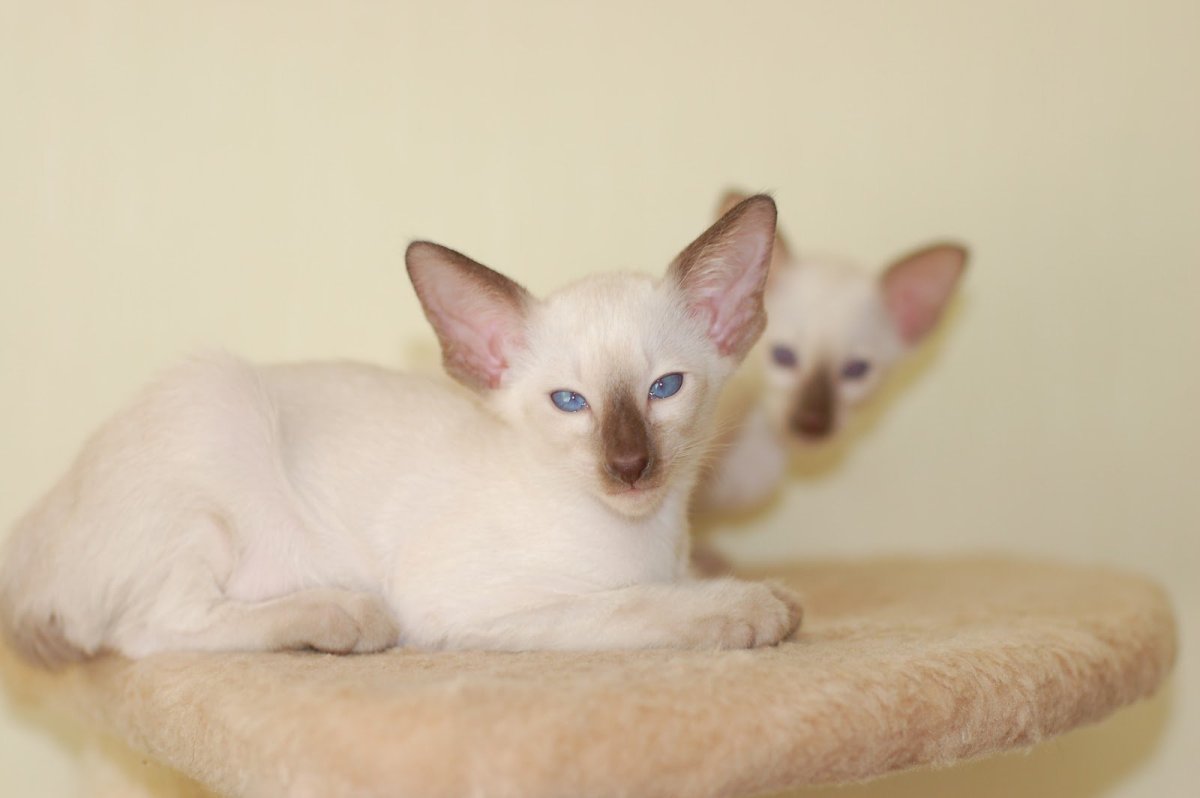 Сиамский ориентальный кот 2 летний