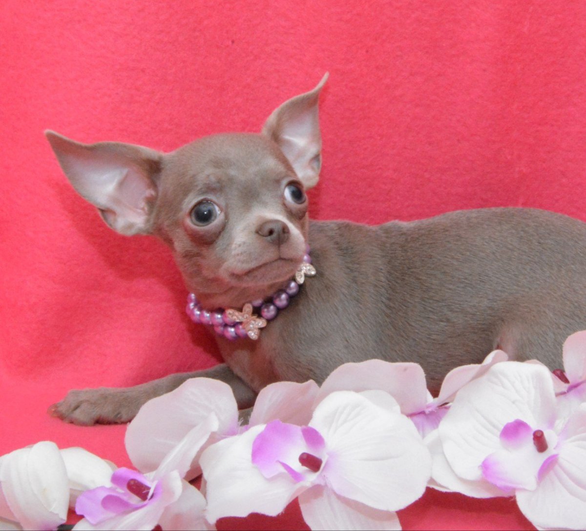 Лилово подпалый чихуахуа