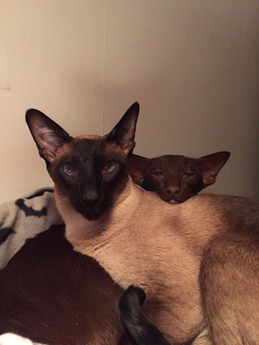 Сиамская Ориентальная кошка