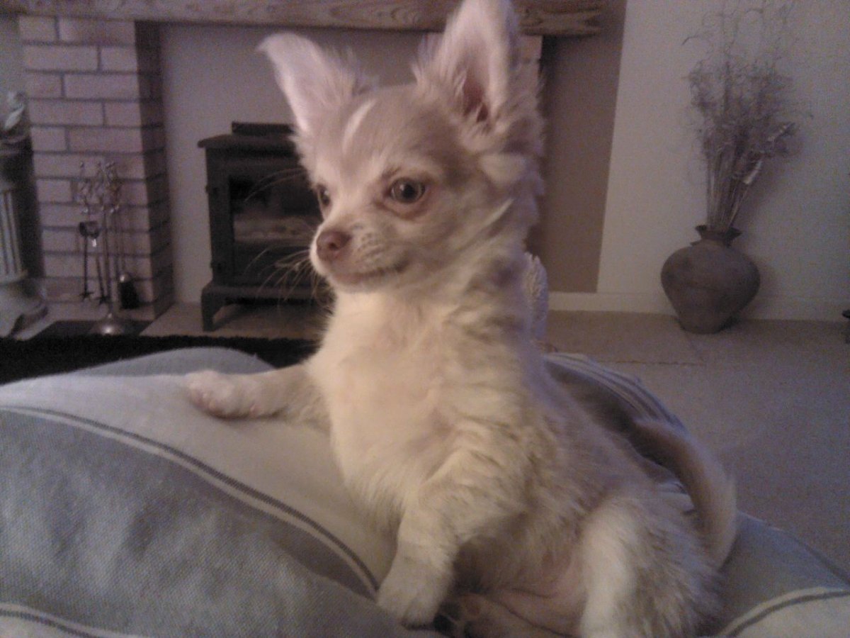 Лиловый чихуахуа