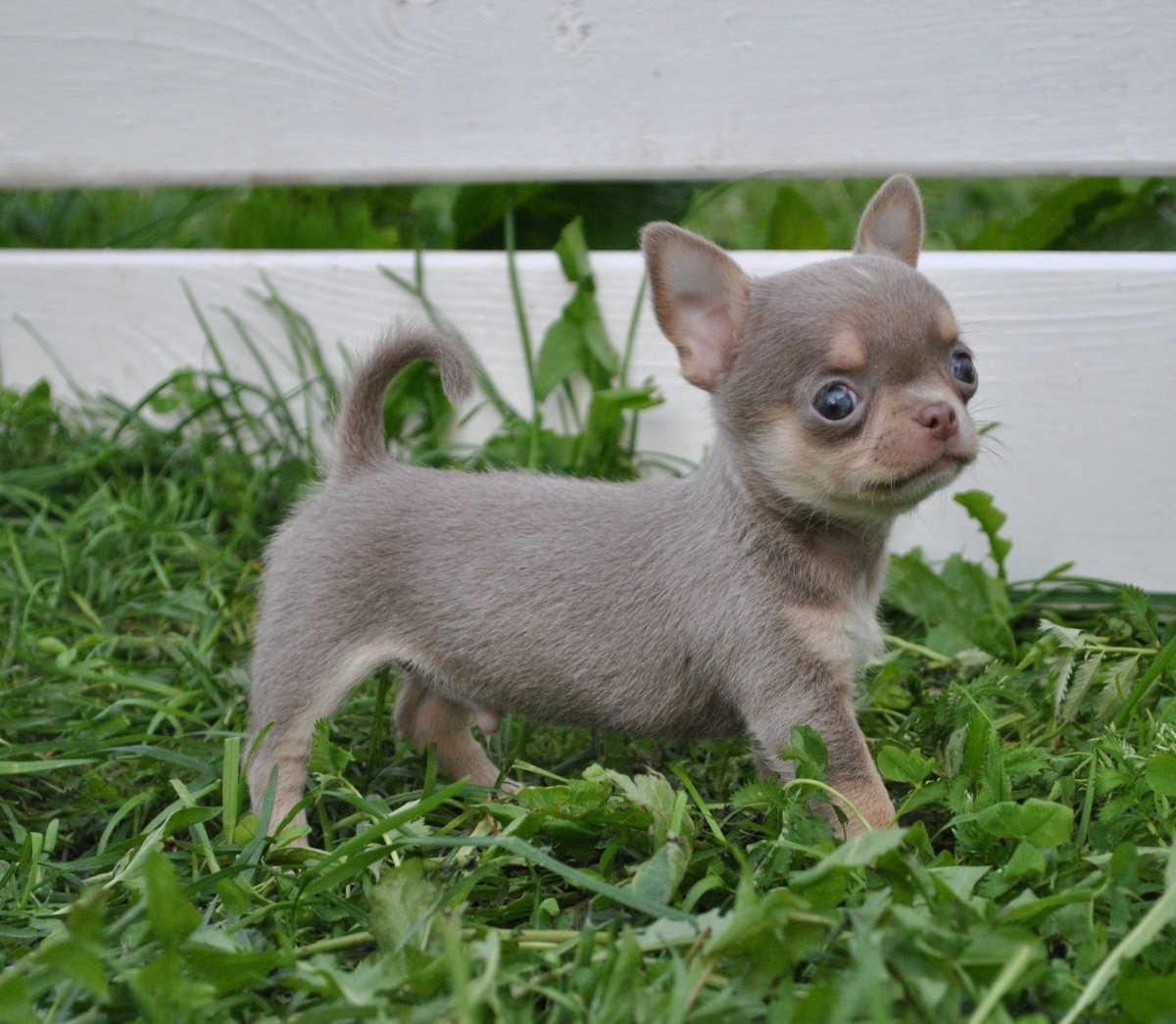 Лилово подпалый чихуахуа