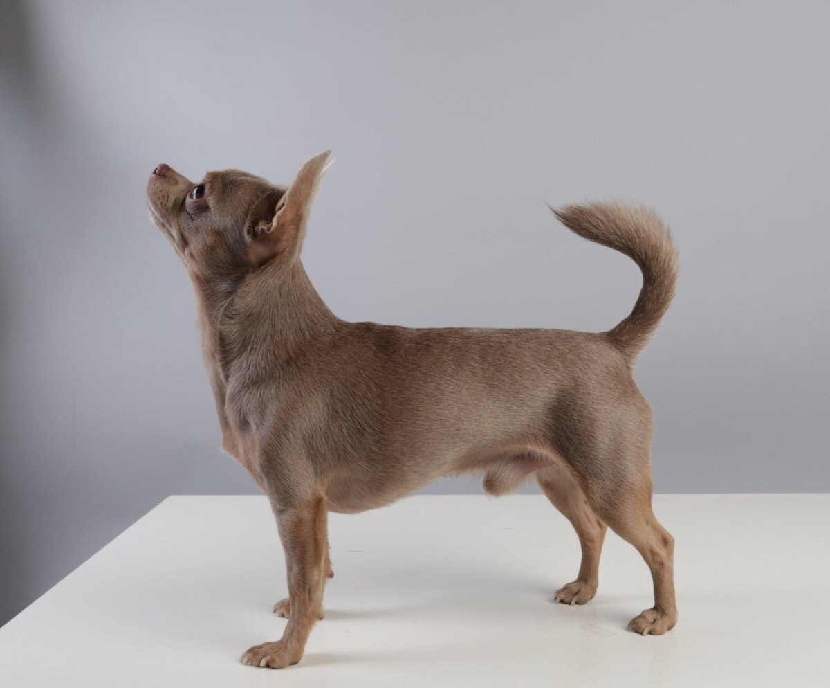 Той терьер голубо подпалый