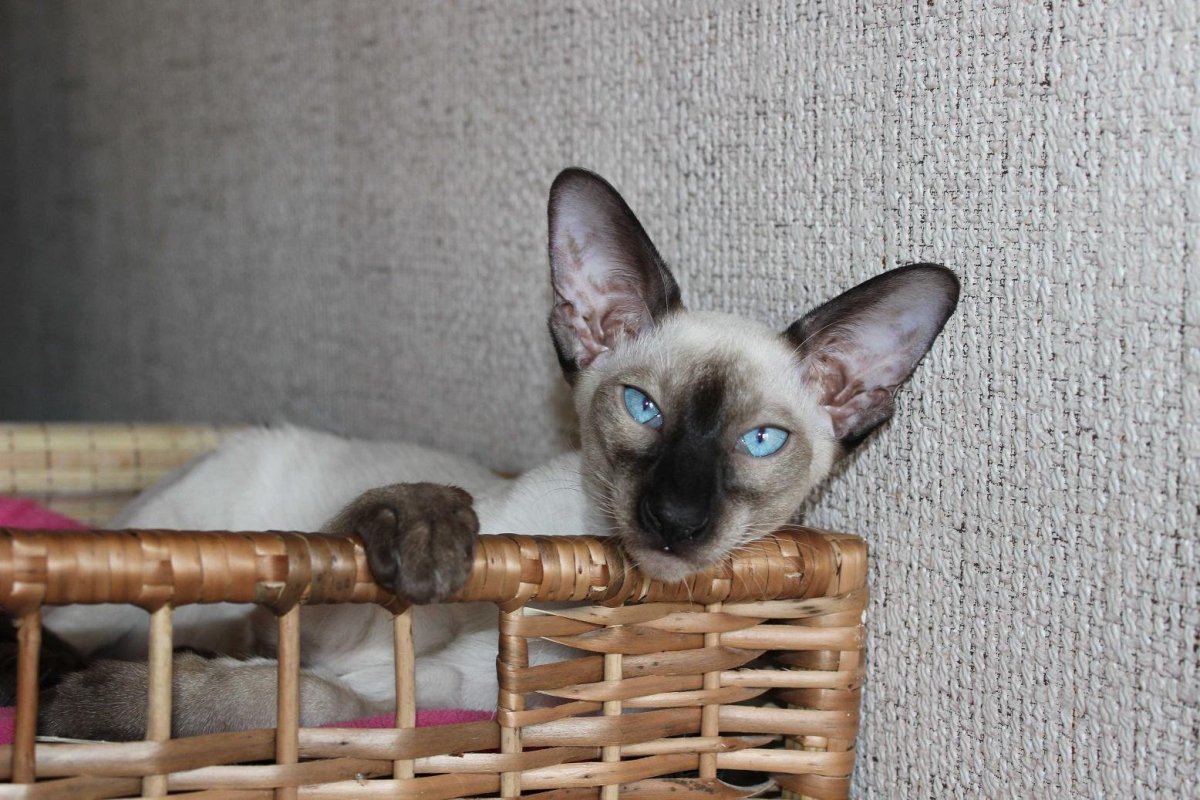 Сиамский ориентальный кот