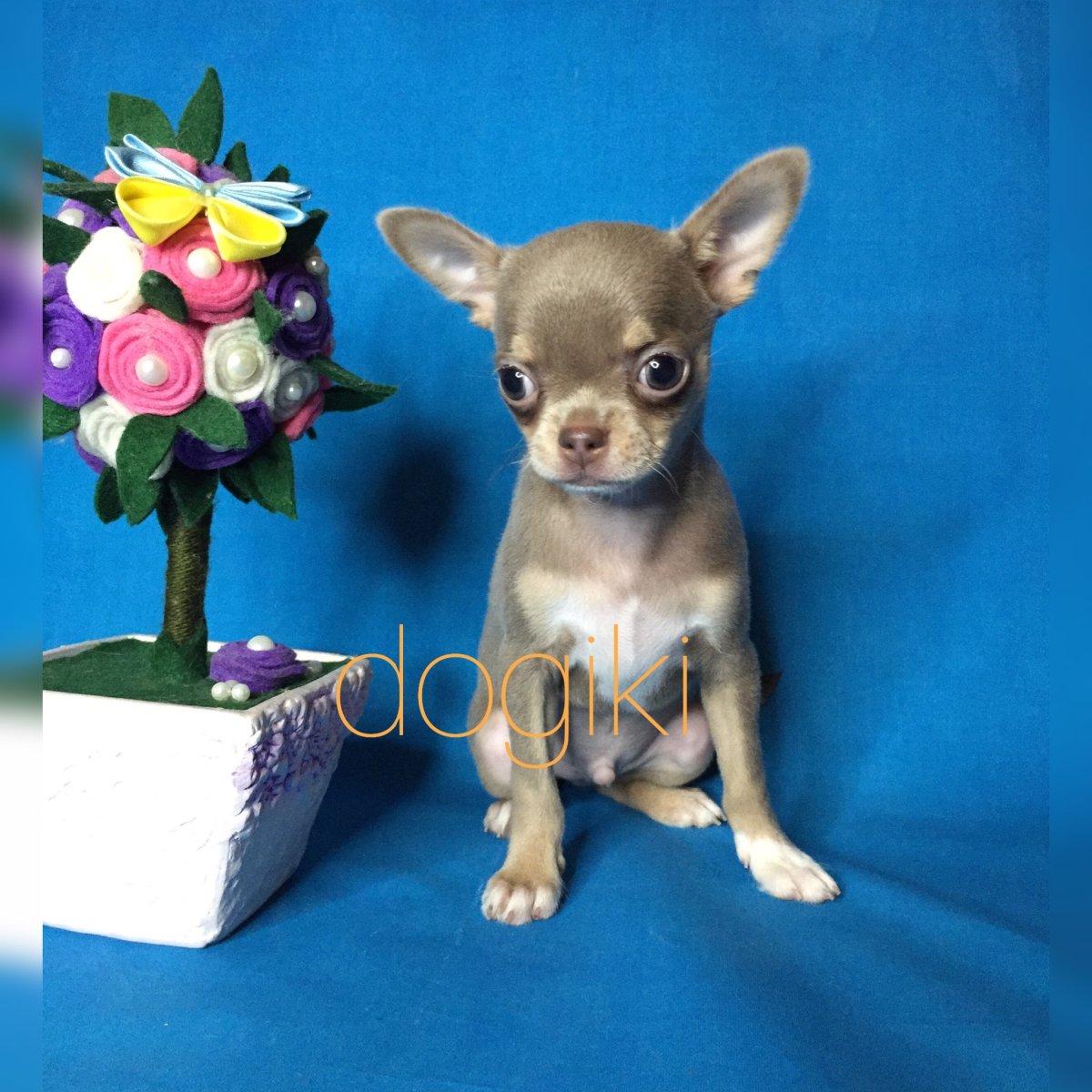 Лиловая собака чихуахуа