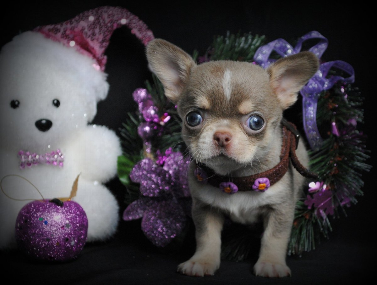 Лиловый чихуахуа