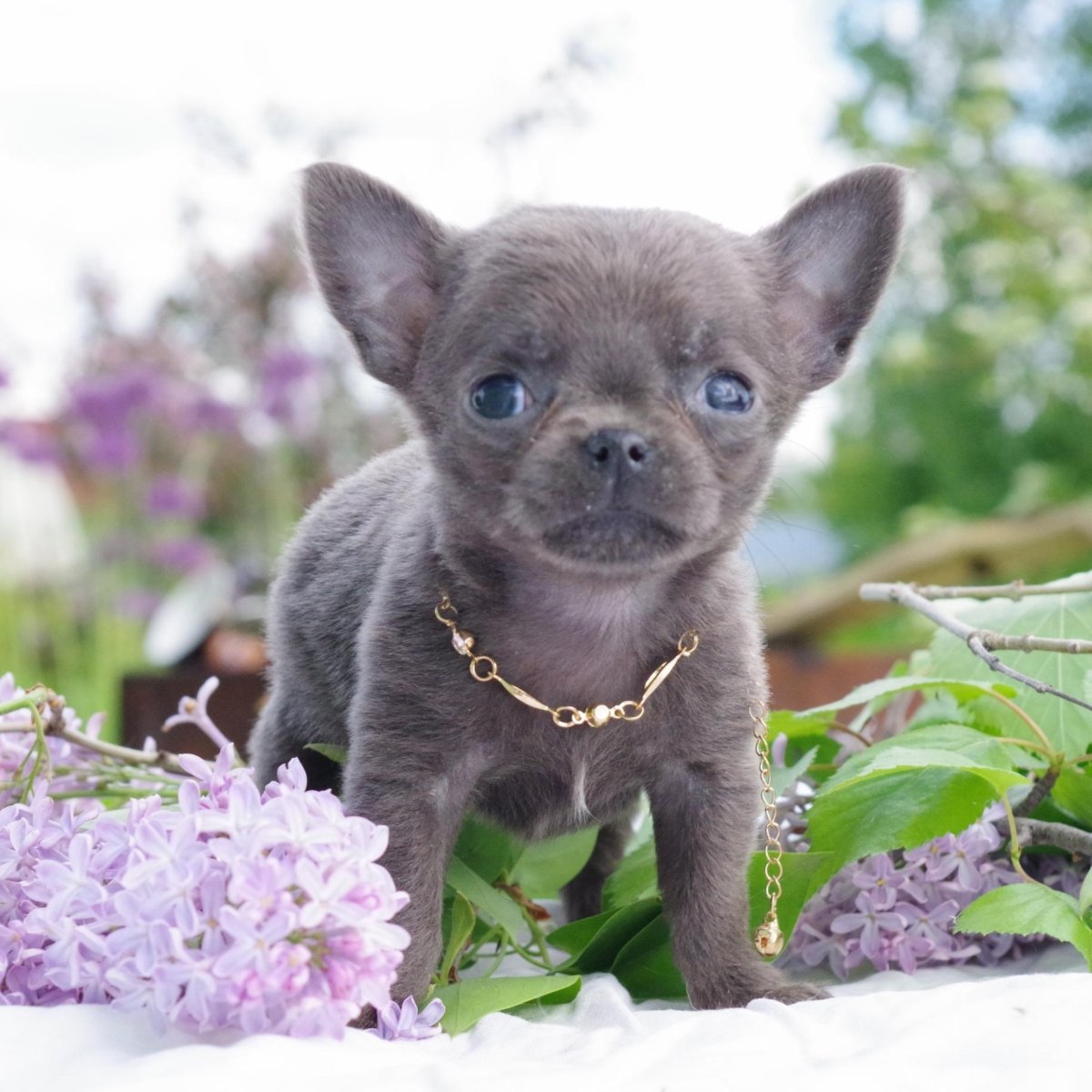 Чихуахуа лилового окраса фото
