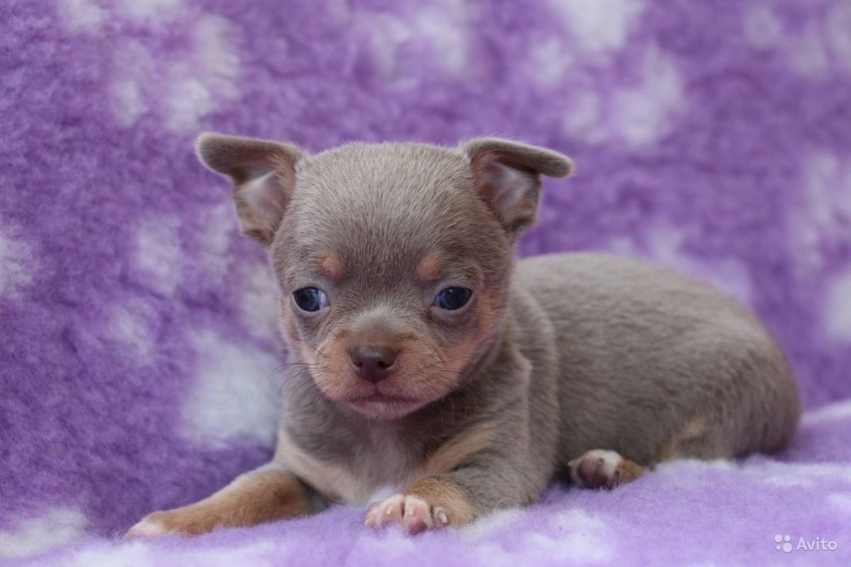 Лиловый чихуахуа