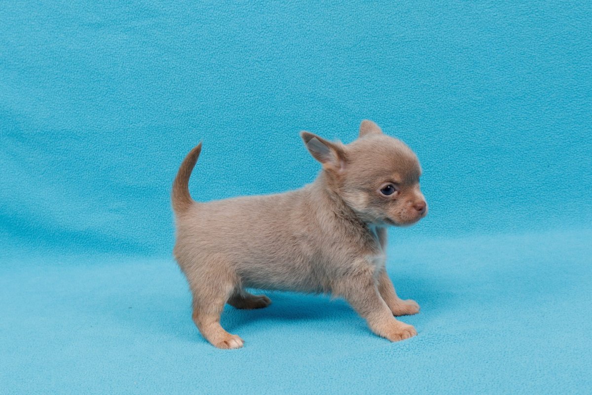 Дымчатый чихуахуа