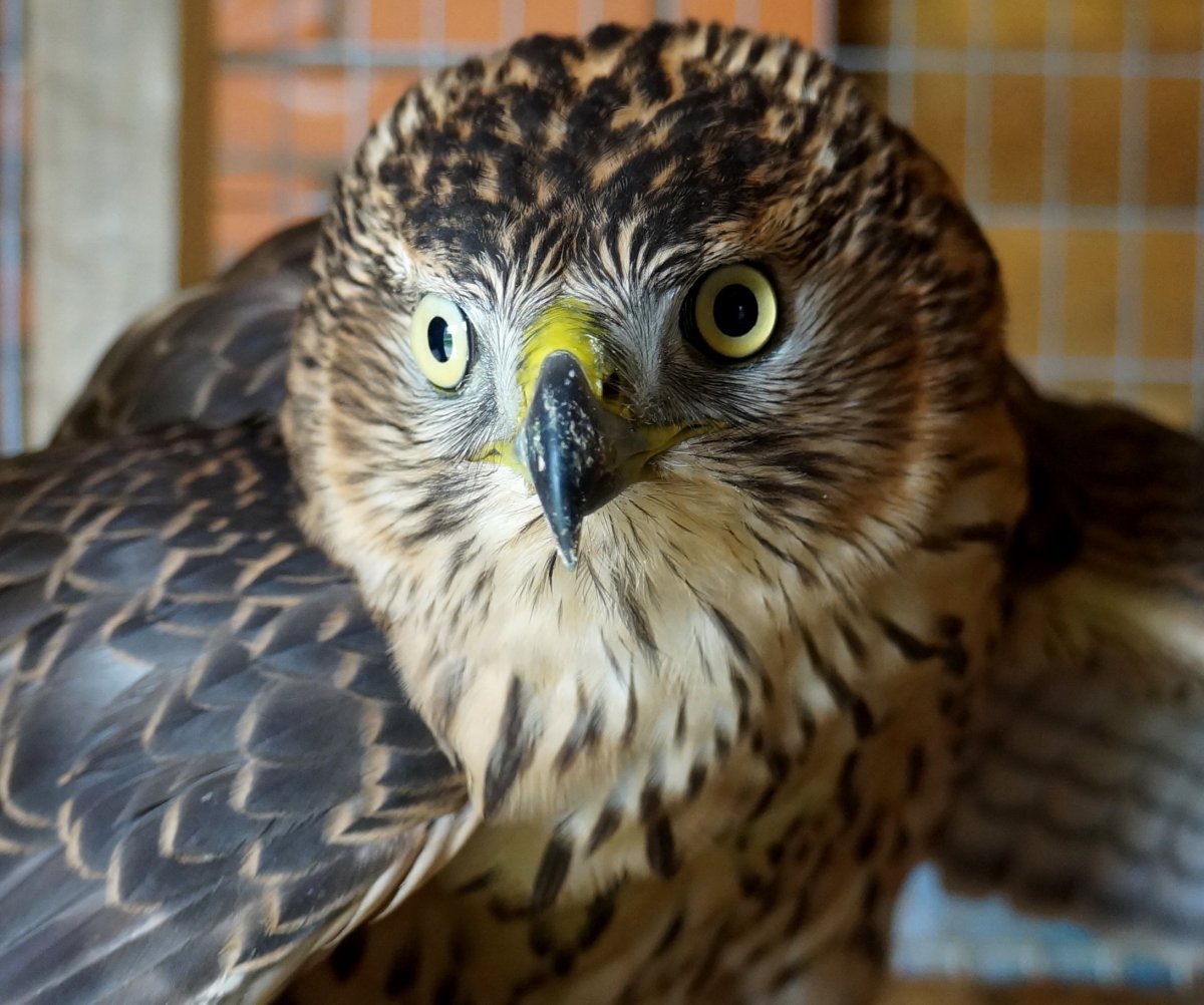 Орлан-белохвост Haliaeetus albicilla