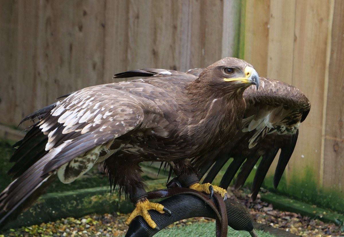 Лунь канюк тетеревятник