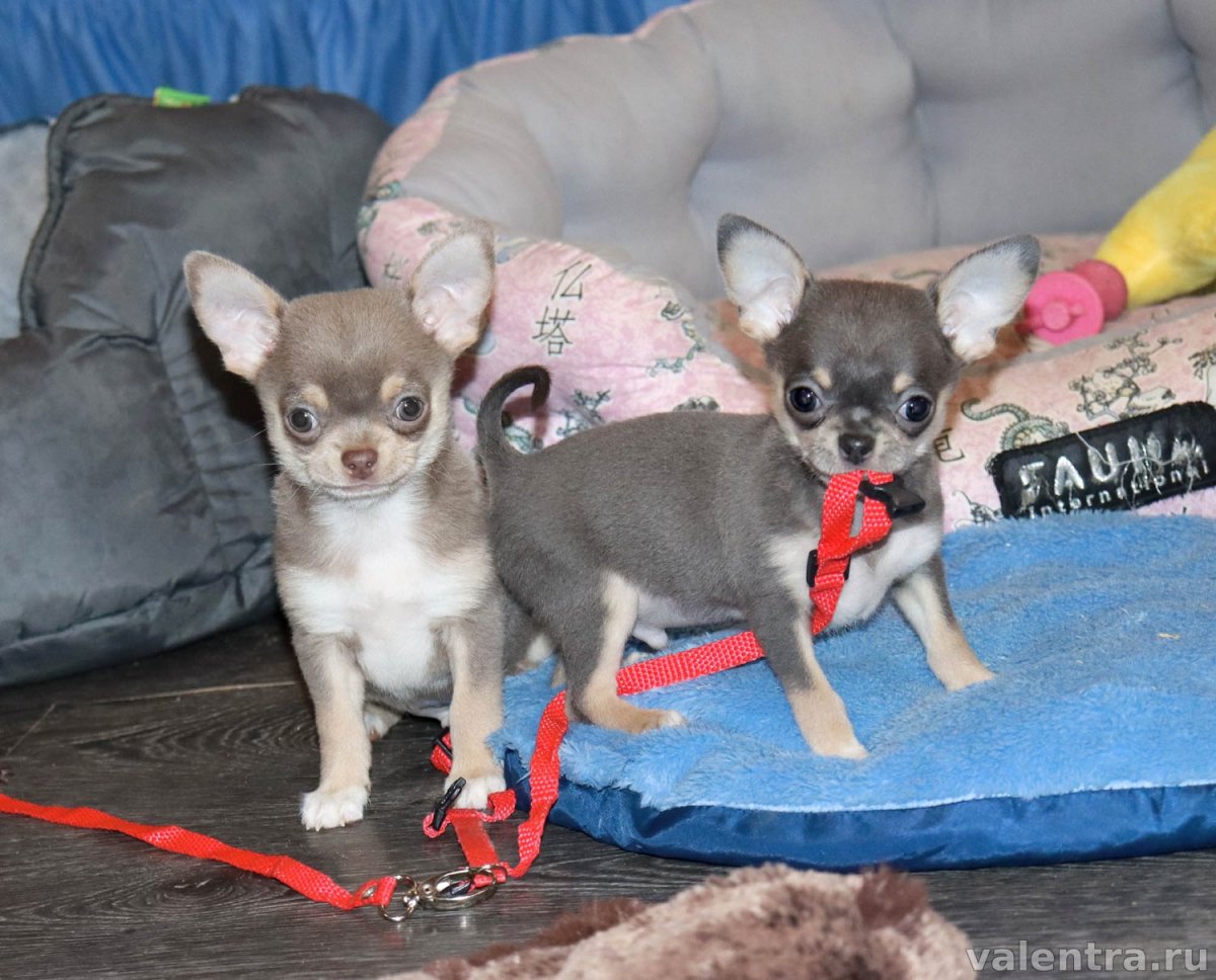 Лиловый чихуахуа