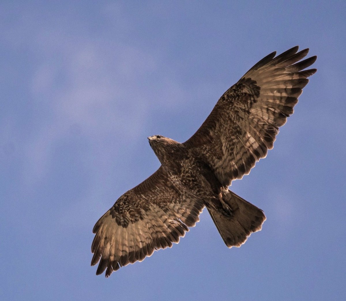 Ястреб пустельга Подмосковья