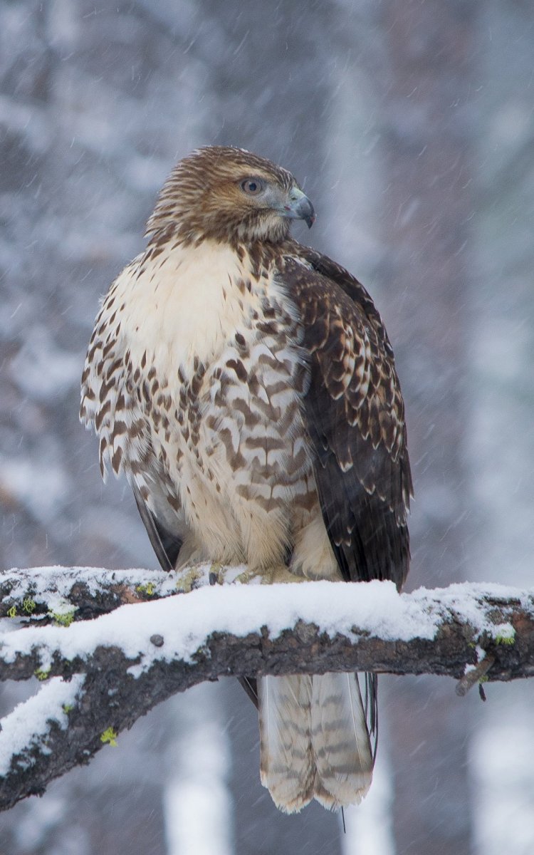 Ястреб Халзан