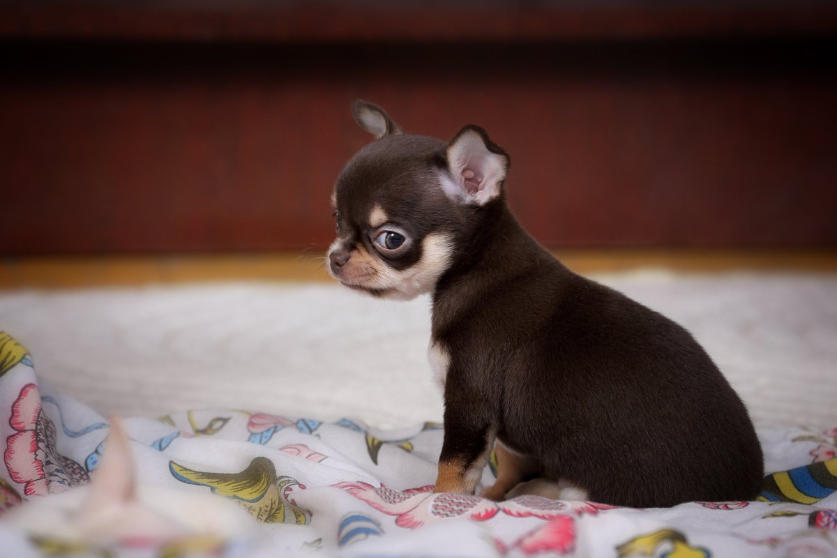 Лилово подпалый чихуахуа