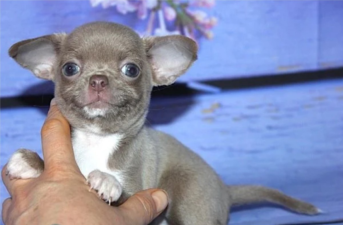 Чихуахуа голубого окраса