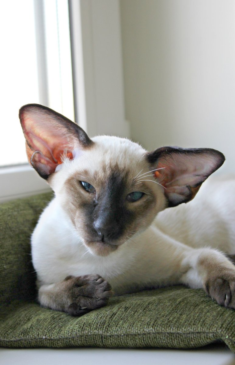 Сиамский ориентальный кот