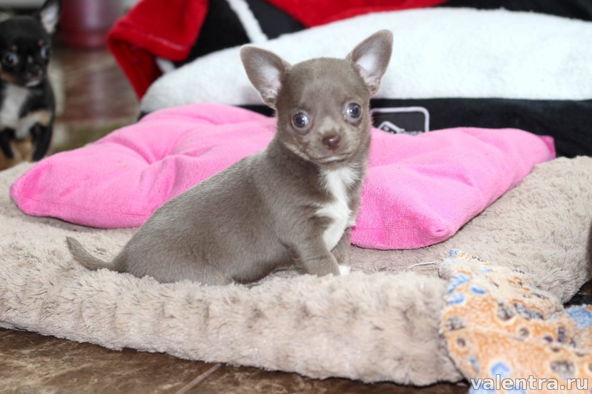 Чихуахуа подпалый